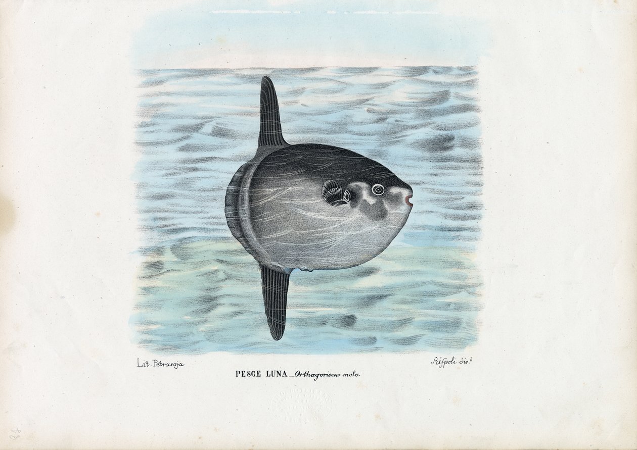Poisson-lune, 1863-79 - Raimundo Petraroja