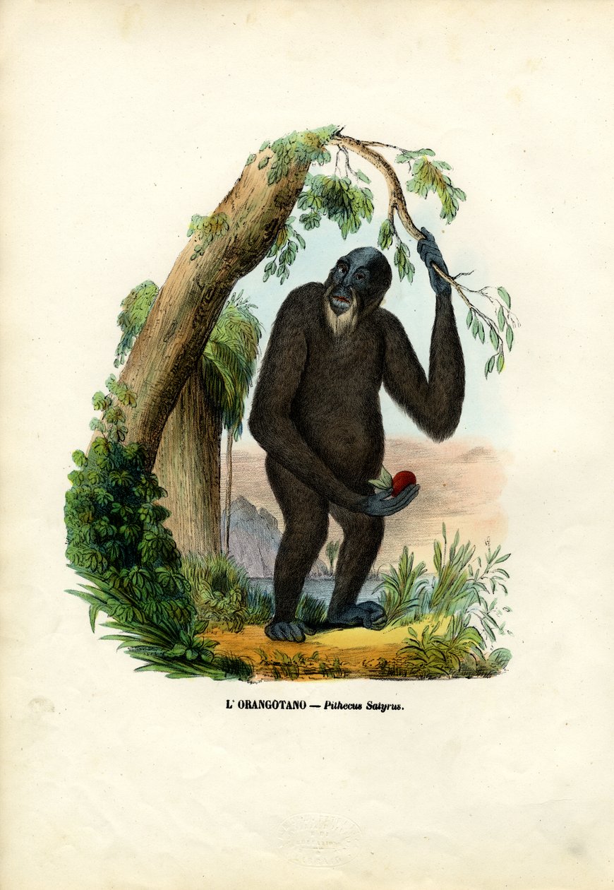 Orang-outan, 1863-79 - Raimundo Petraroja
