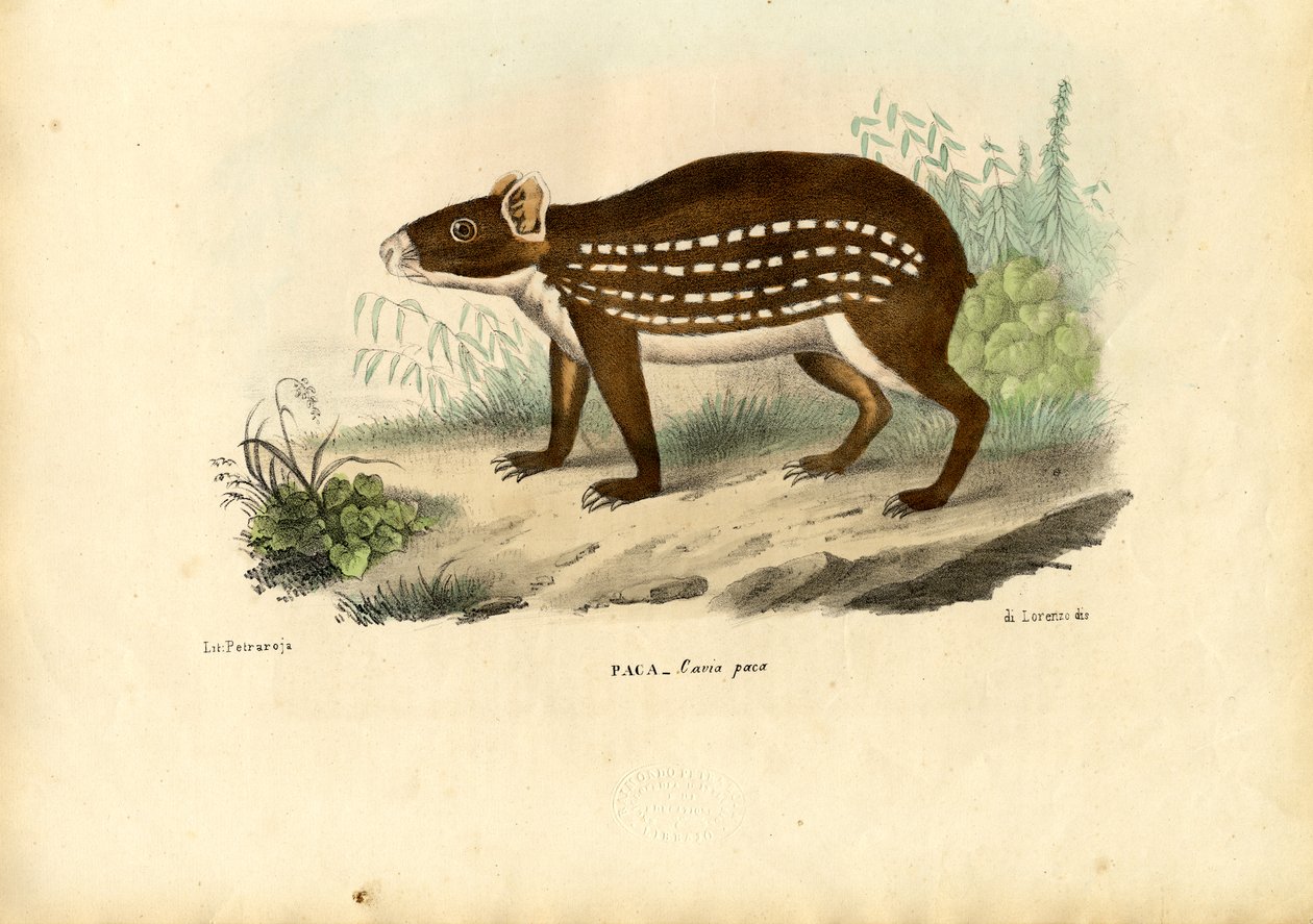Paca, 1863-79 - Raimundo Petraroja