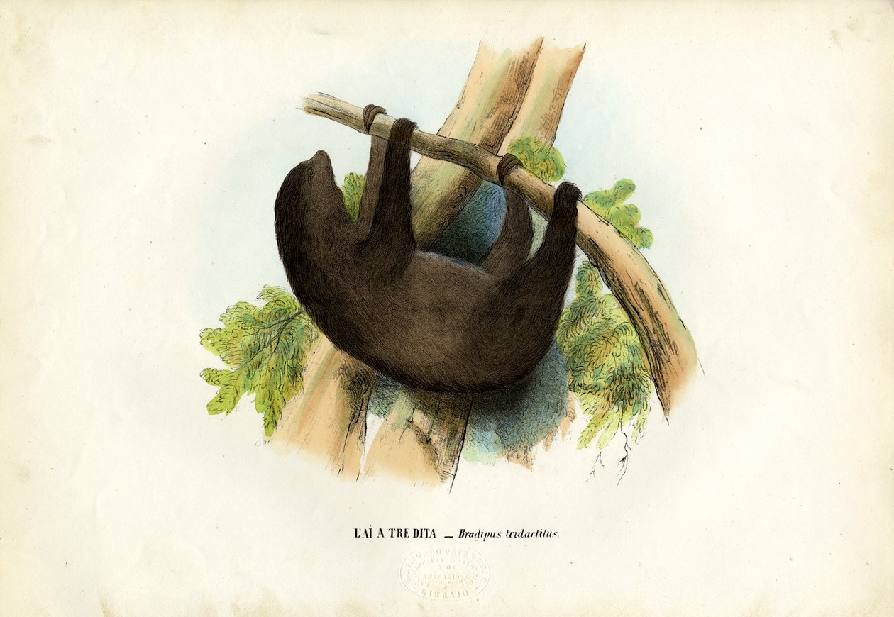Paresseux à gorge pâle, 1863-79 - Raimundo Petraroja