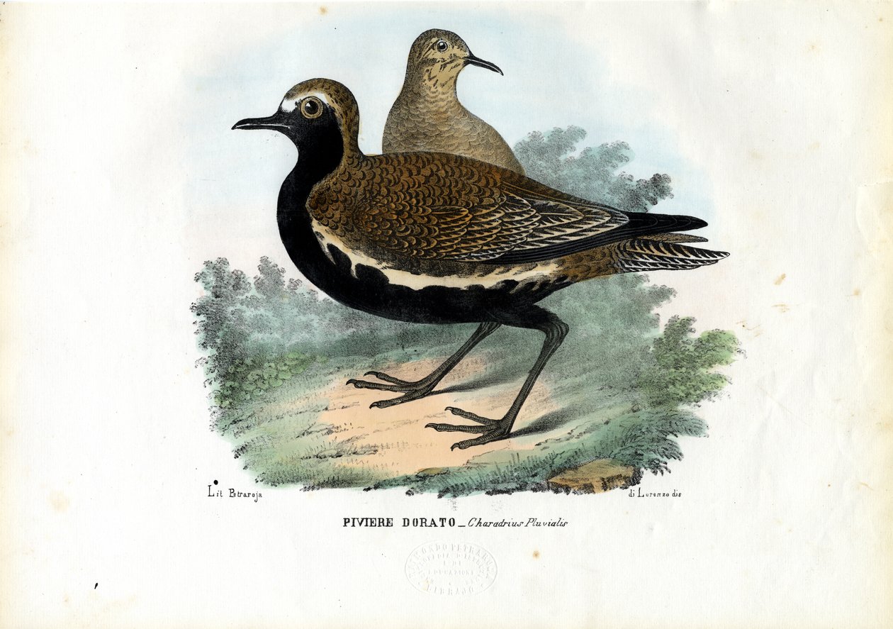 Pluvier, 1863-79 - Raimundo Petraroja
