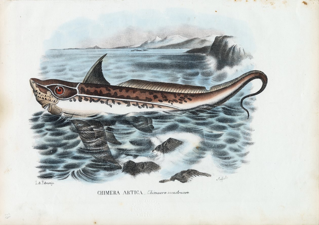 Poisson lapin, 1863-79 - Raimundo Petraroja