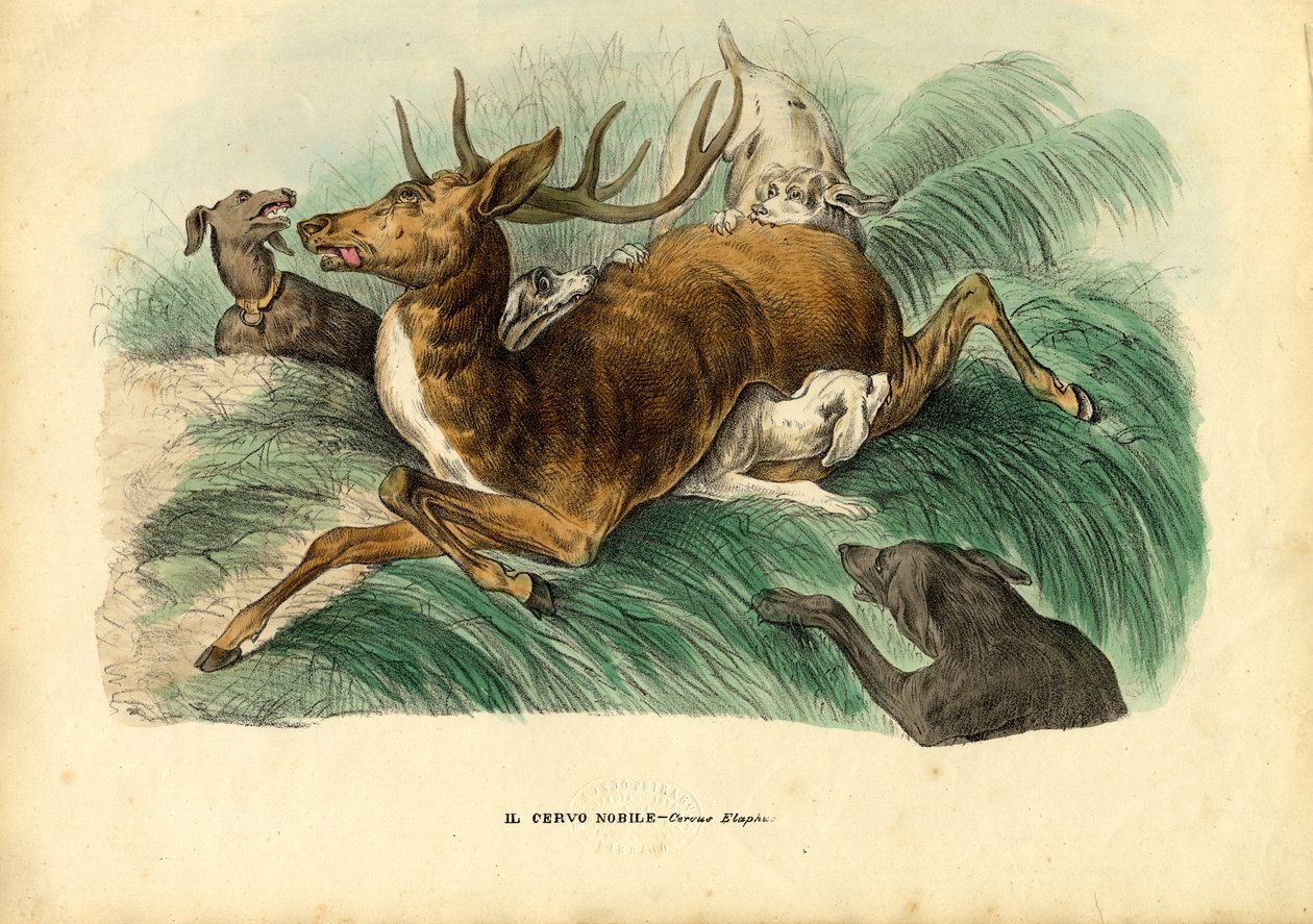 Cerf rouge, 1863-79 - Raimundo Petraroja