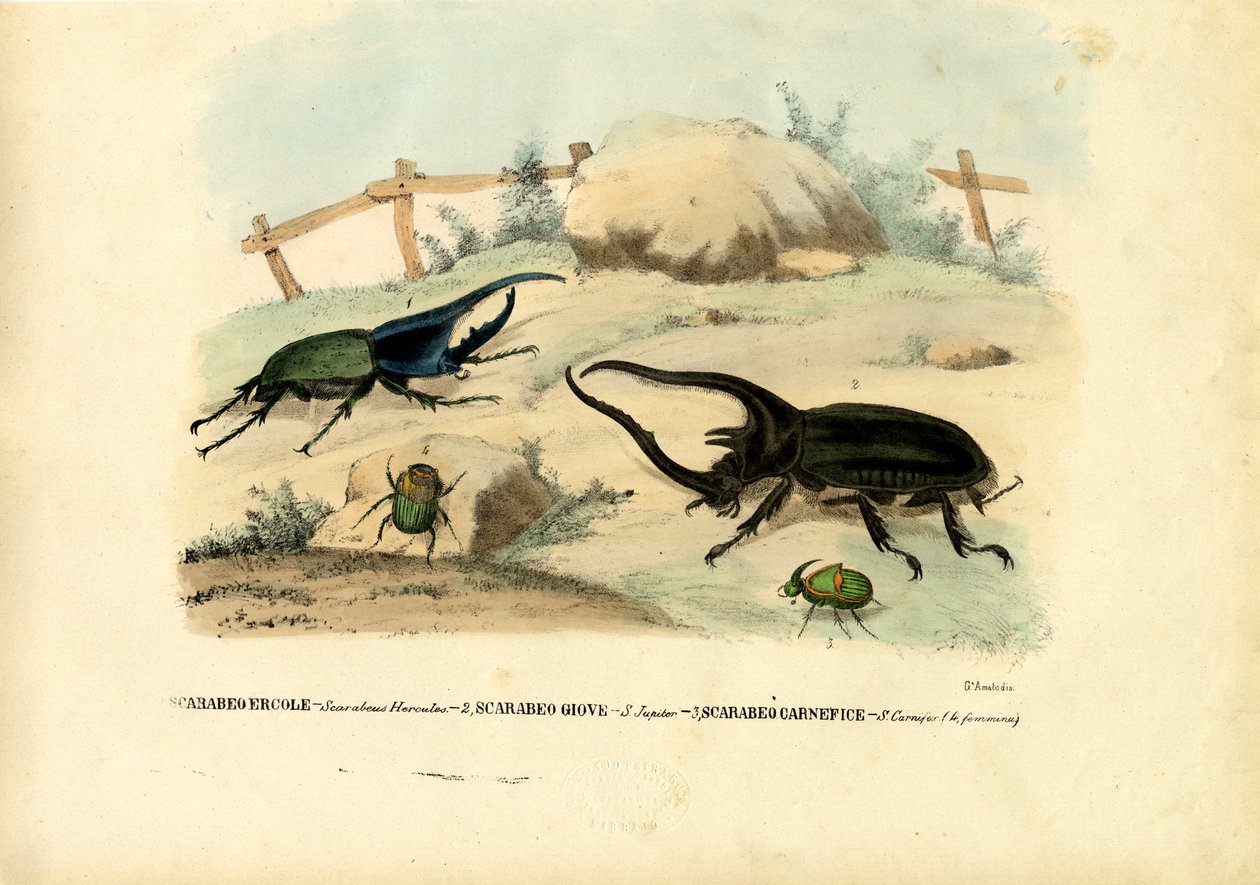 Scarabées, 1863-79 - Raimundo Petraroja
