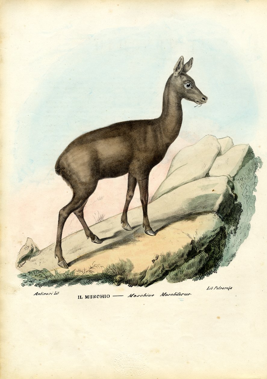 Cerf musqué sibérien, 1863-79 - Raimundo Petraroja
