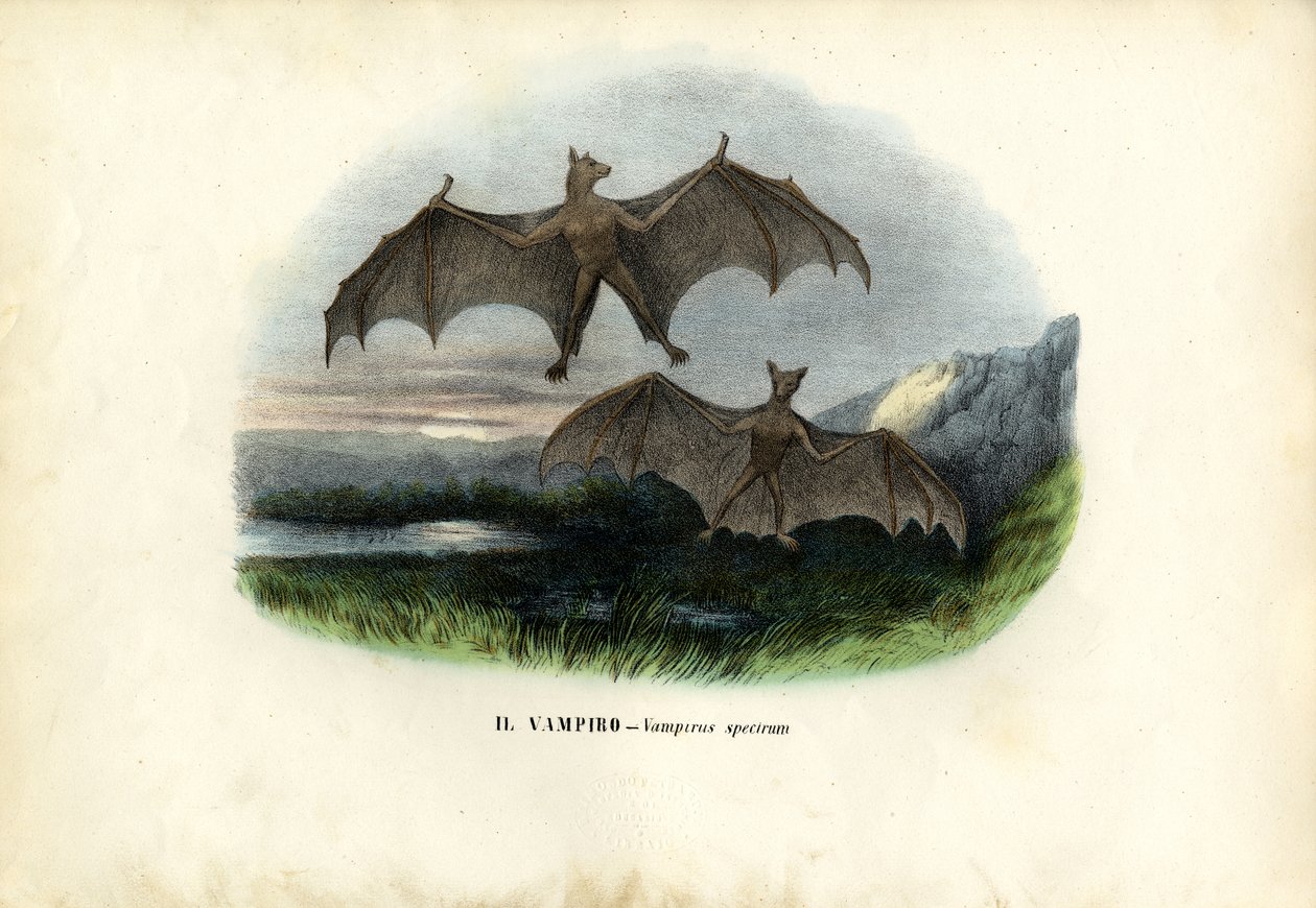 Chauve-souris spectrale, 1863-79 - Raimundo Petraroja