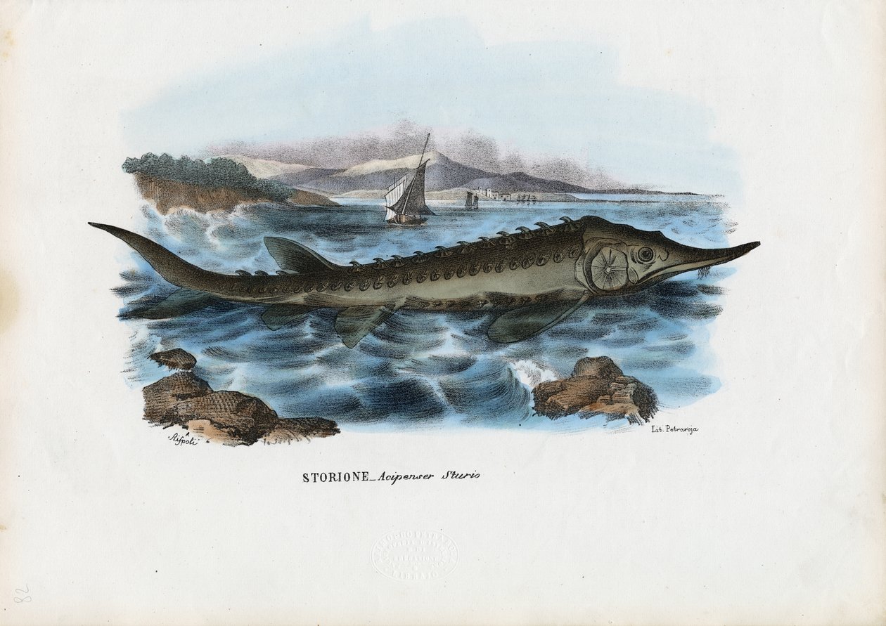 Esturgeon, 1863-79 - Raimundo Petraroja
