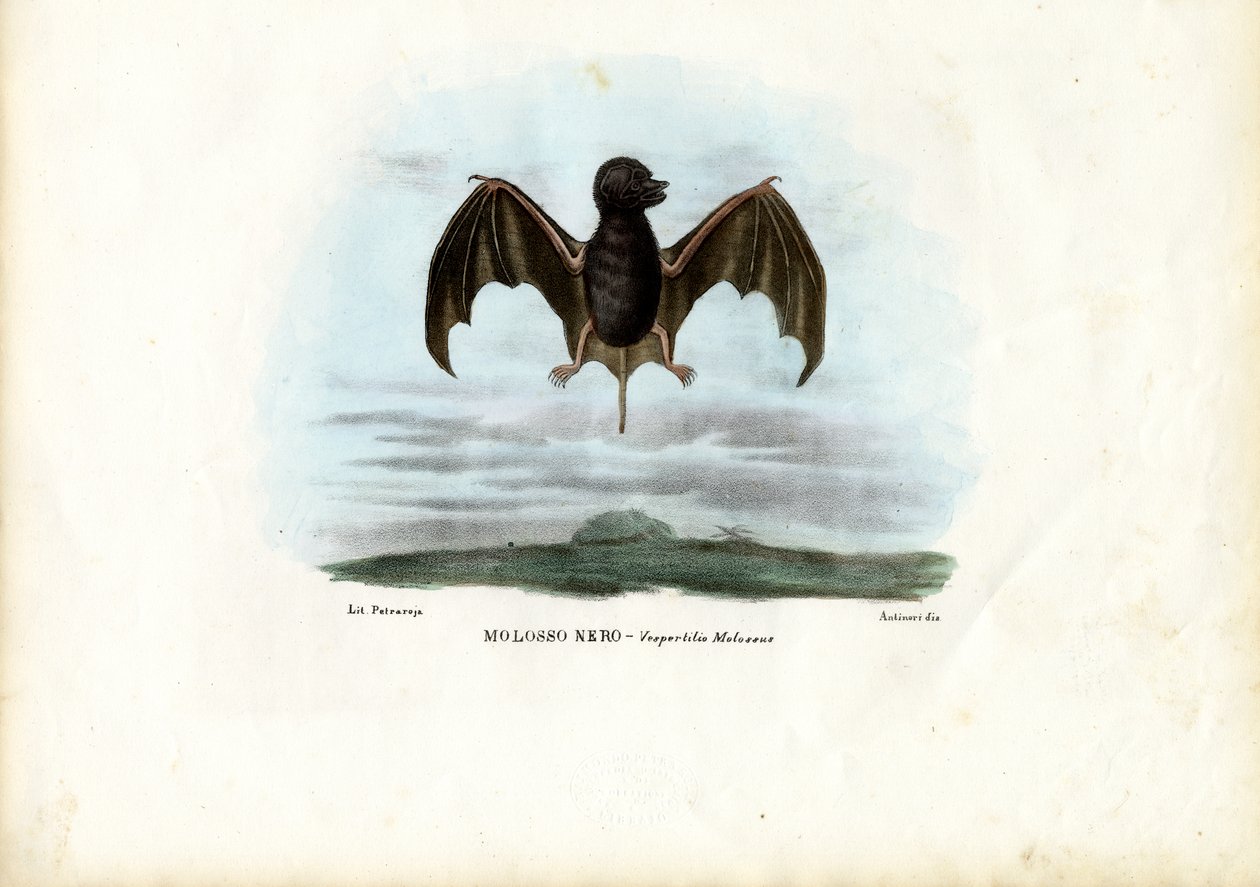 Chauve-souris à queue veloutée, 1863-79 - Raimundo Petraroja