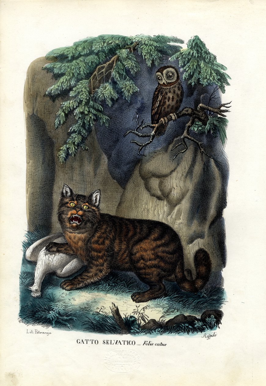 Wildcat - Raimundo Petraroja