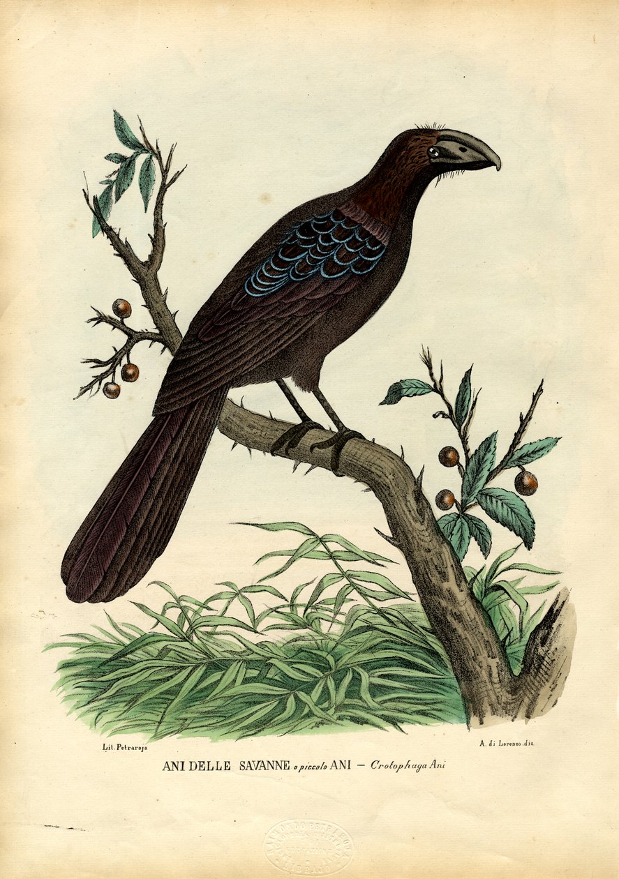 Ani, 1863-79 - Raimundo Petraroja