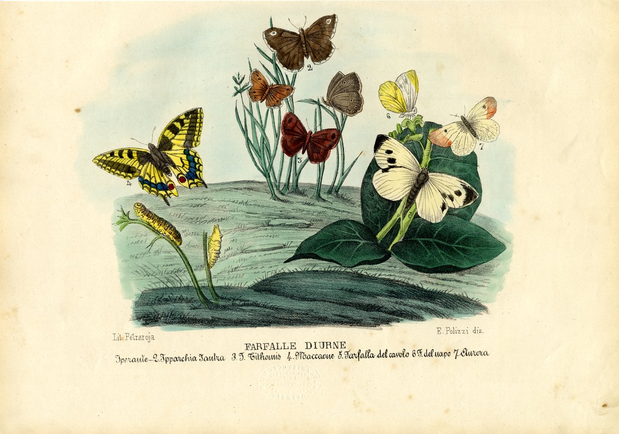 Papillons, 1863-79 - Raimundo Petraroja
