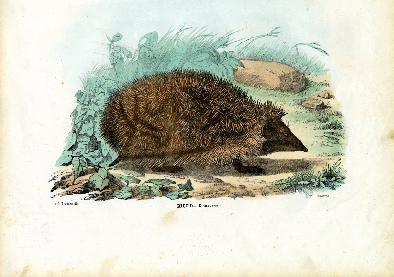 Hérisson, 1863-79 - Raimundo Petraroja