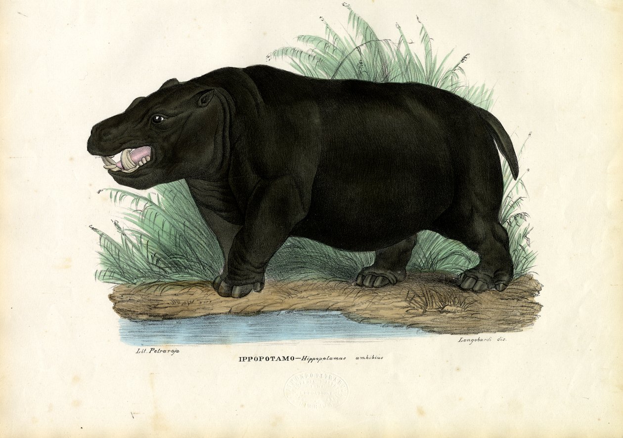 Hippopotame, 1863-79 - Raimundo Petraroja