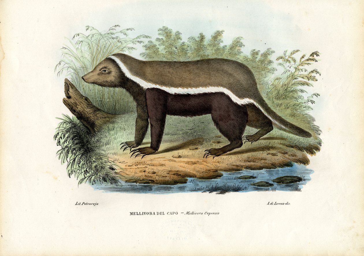 Ratel, 1863-79 - Raimundo Petraroja