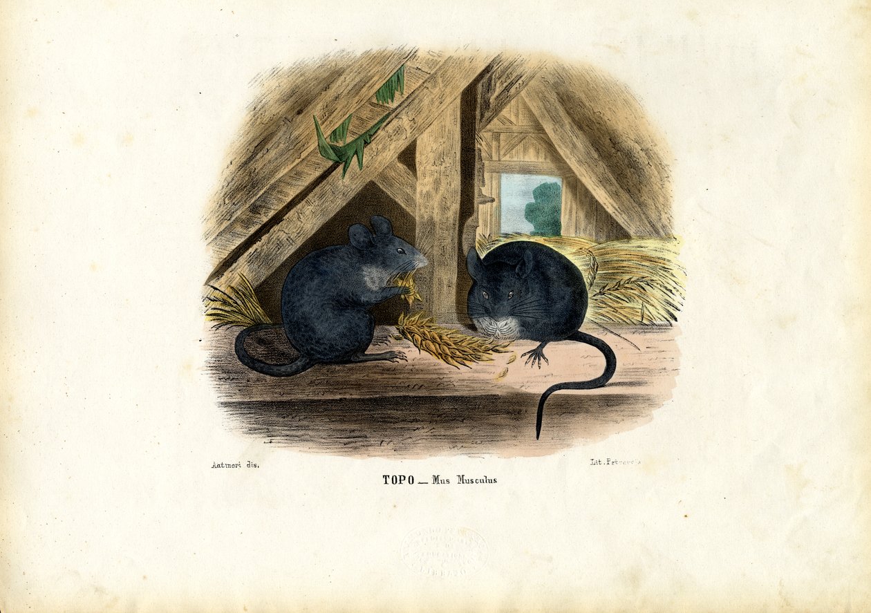 Souris Domestique, 1863-79 - Raimundo Petraroja