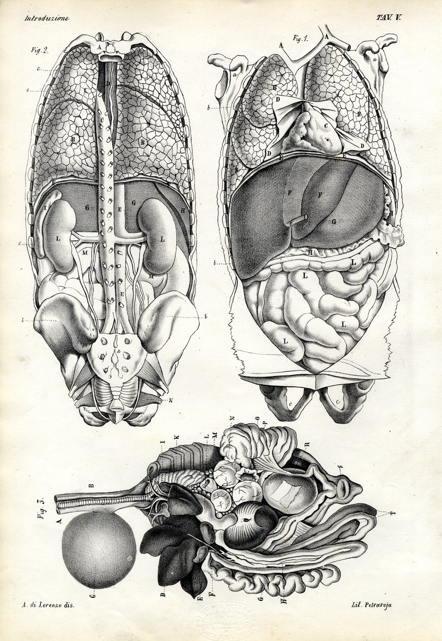 Intestins, 1863-79 - Raimundo Petraroja