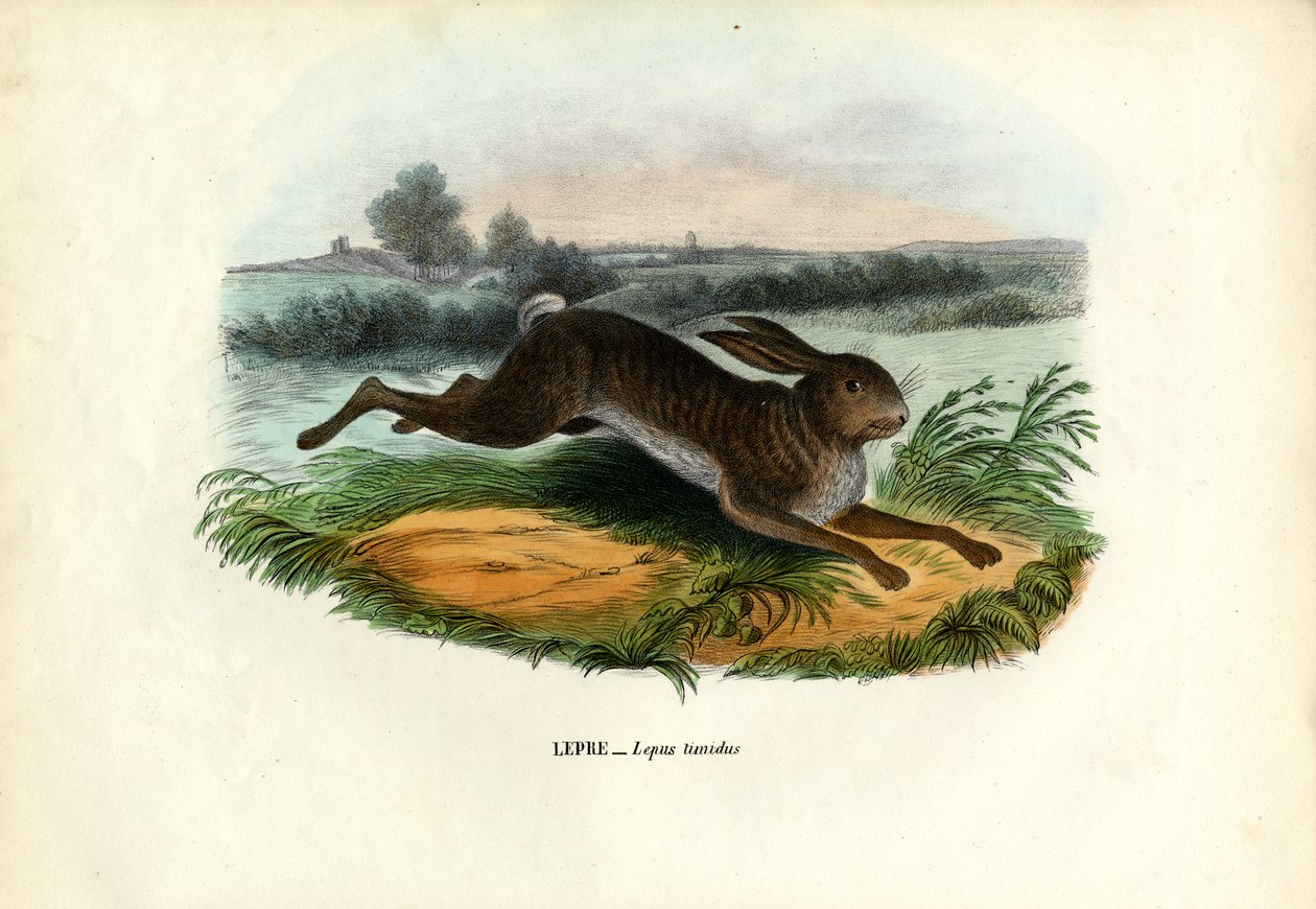 Lièvre des montagnes, 1863-79 - Raimundo Petraroja