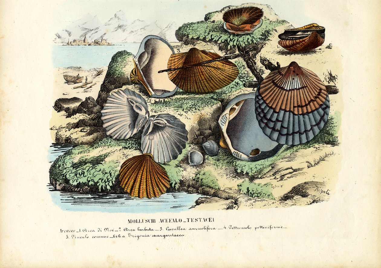 Moules - Raimundo Petraroja