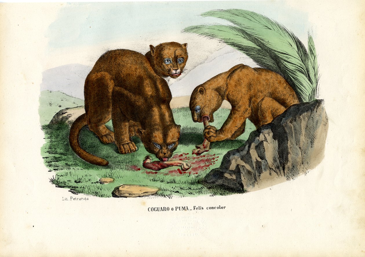 Puma, 1863-79 - Raimundo Petraroja