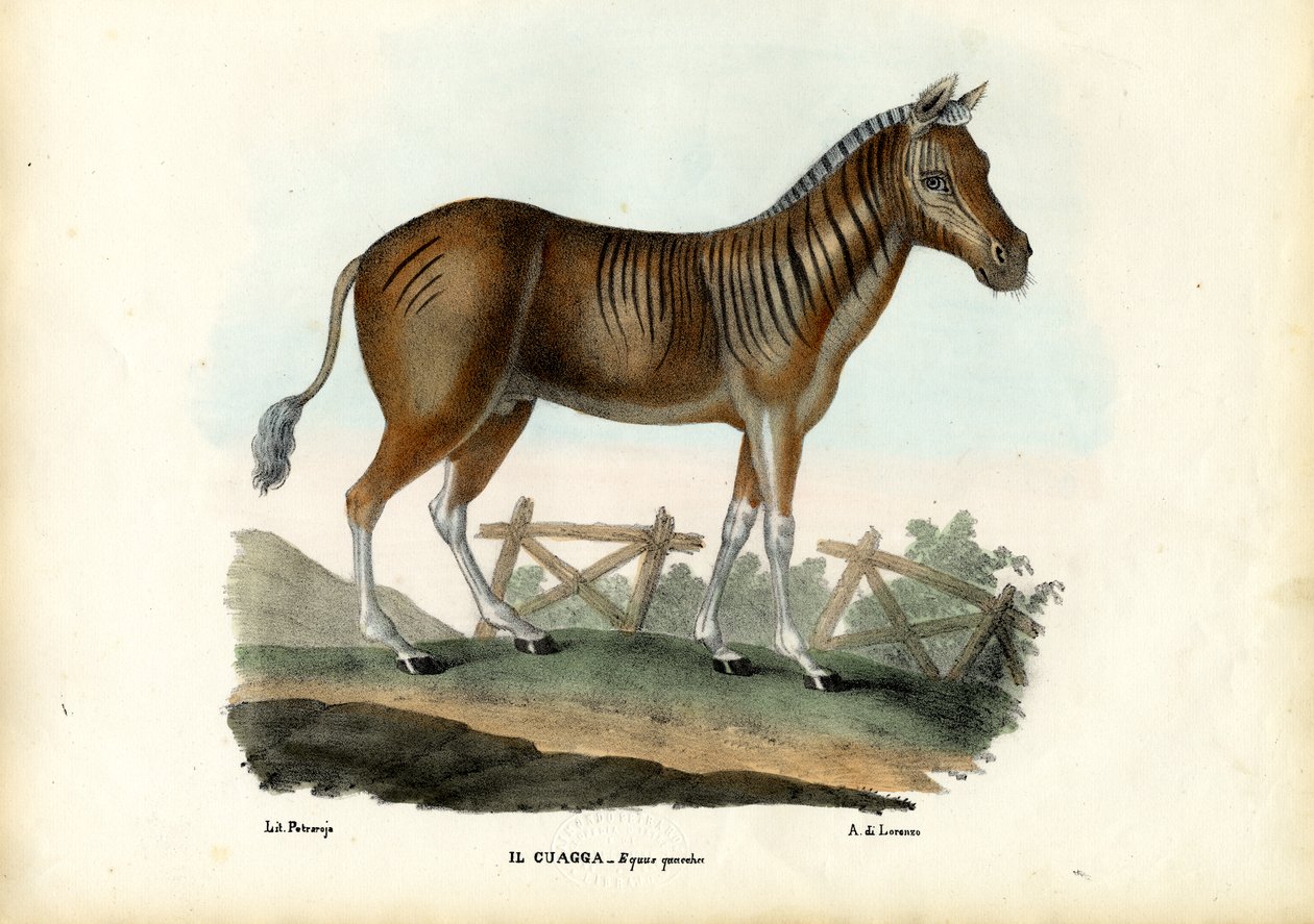 Quagga, 1863-79 - Raimundo Petraroja