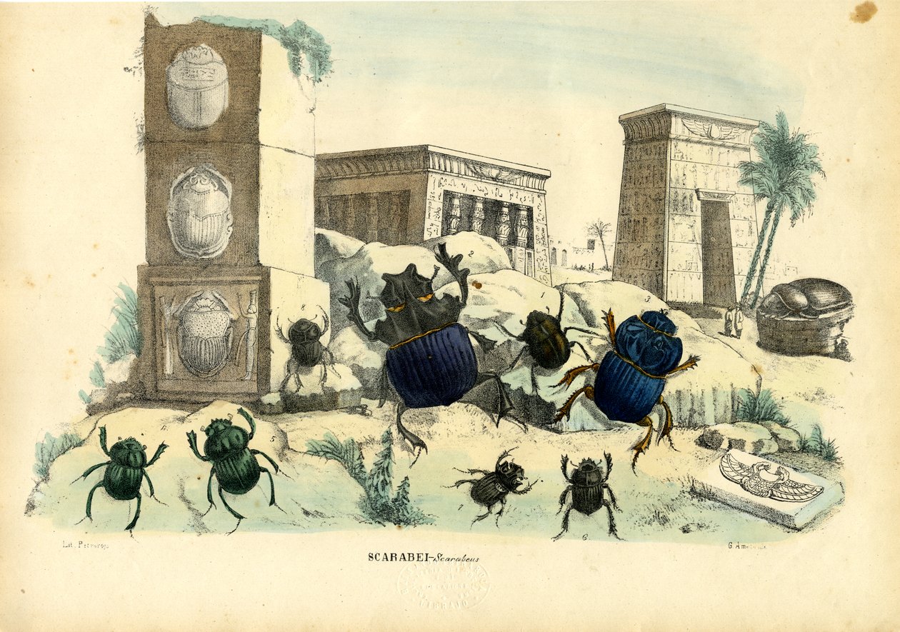 Scarabées, 1863-79 - Raimundo Petraroja