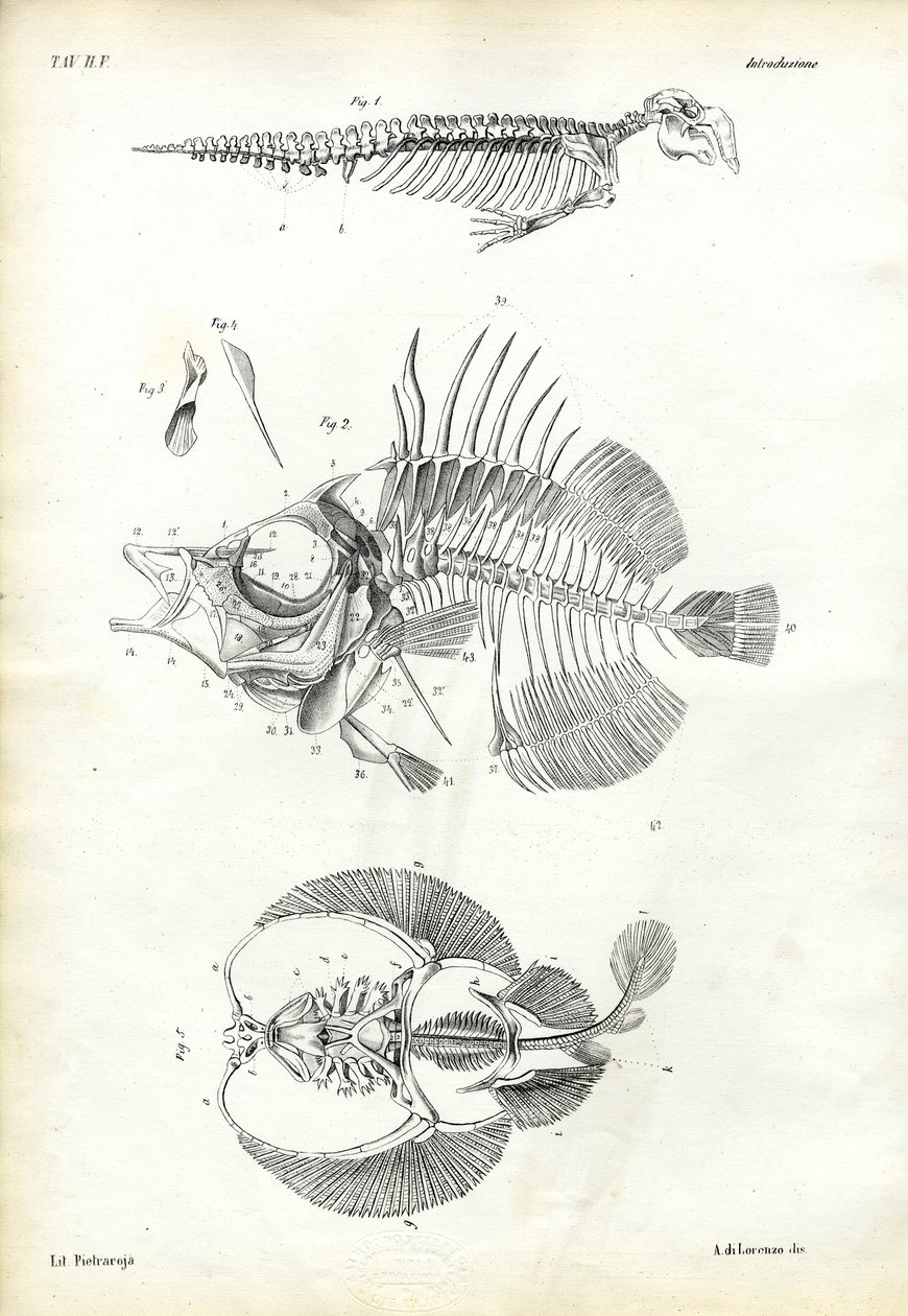 Sceau, 1863-79 - Raimundo Petraroja