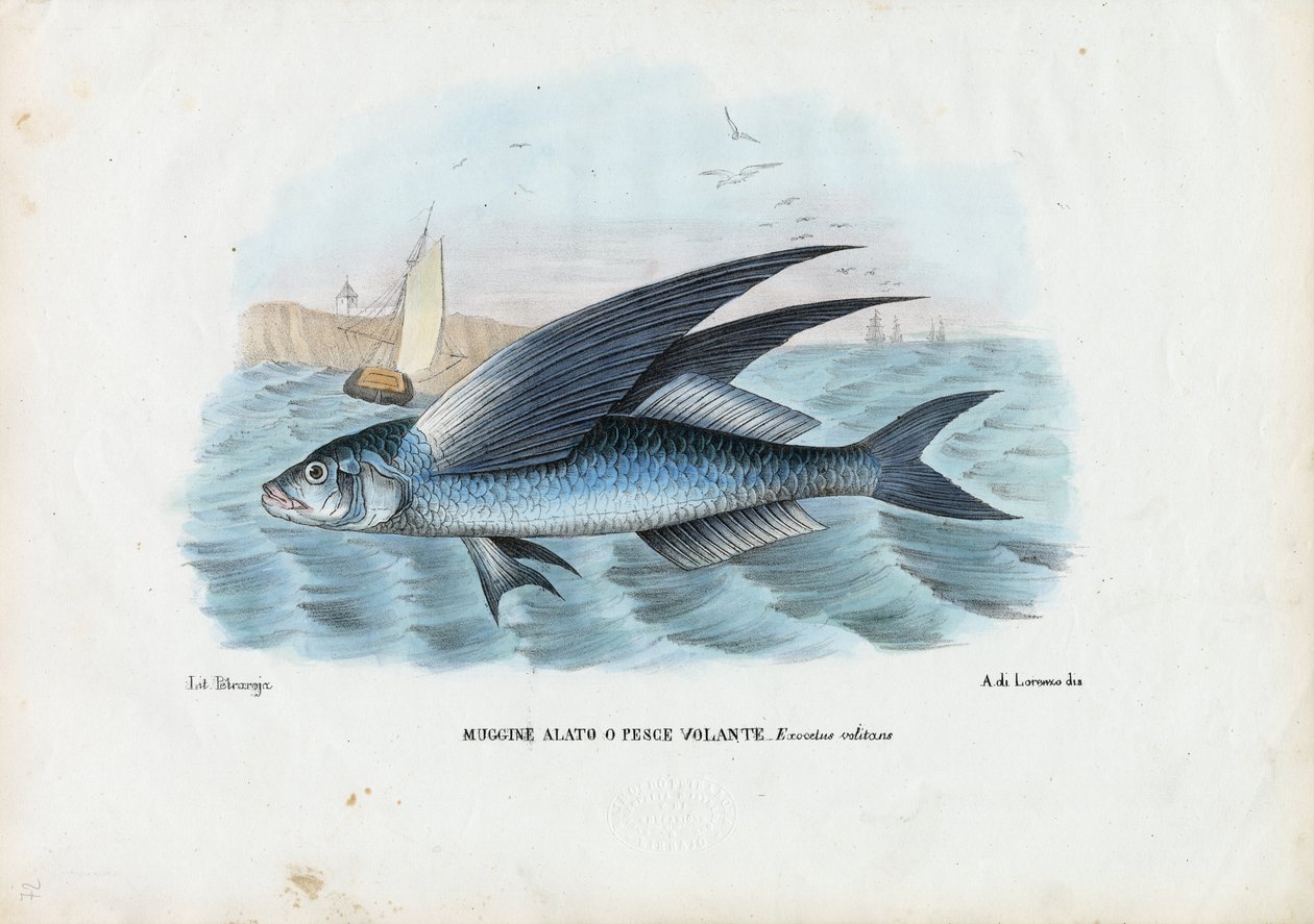 Poisson volant tropical à deux ailes, 1863-79 - Raimundo Petraroja