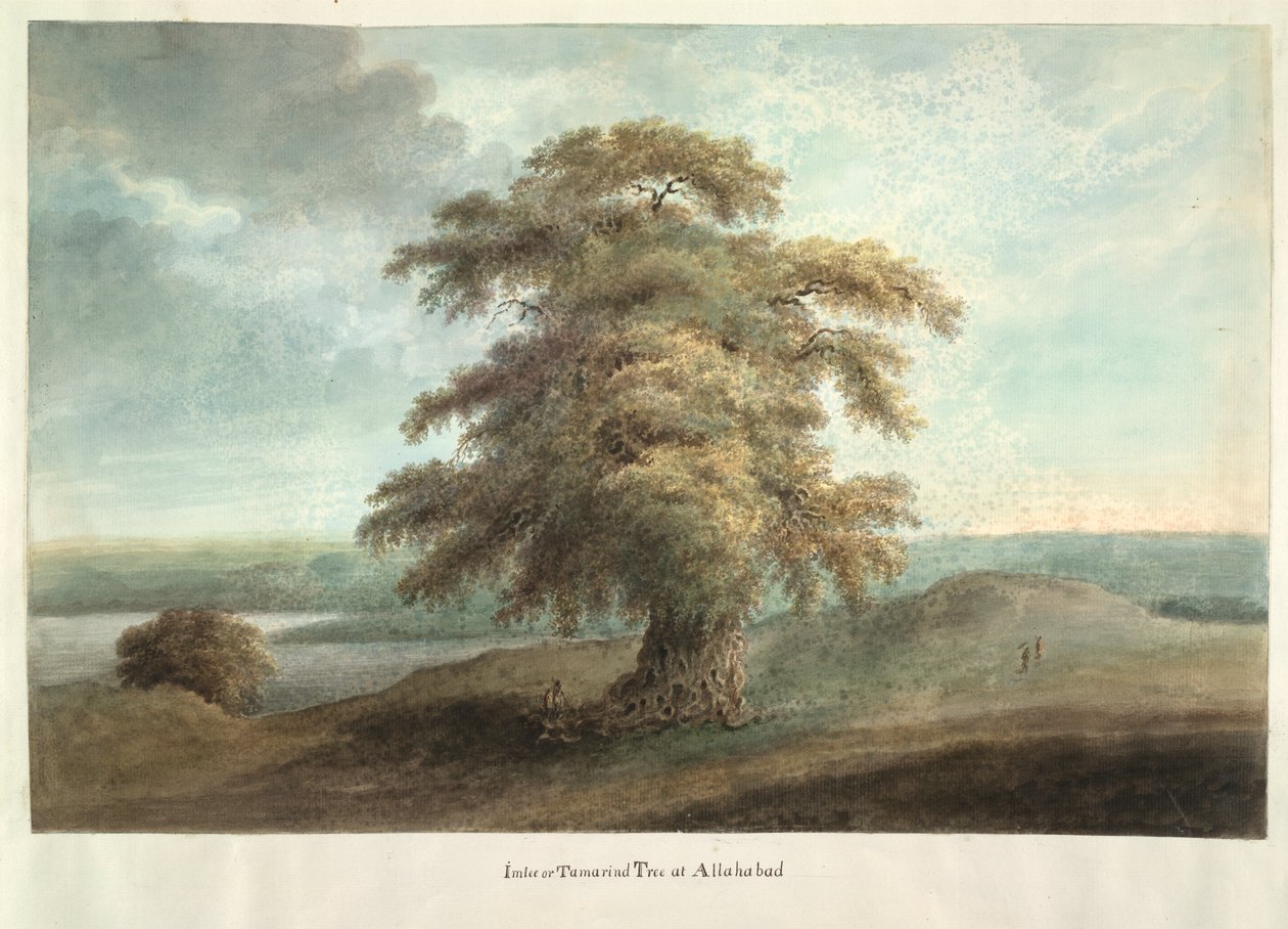 Arbre de tamarinier à Allahabad - Ram Sita