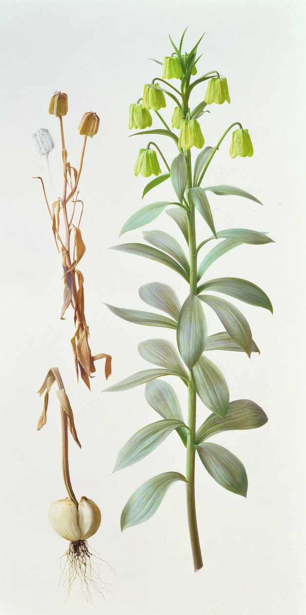 Fritillaria pallidiflora - Raymond Booth