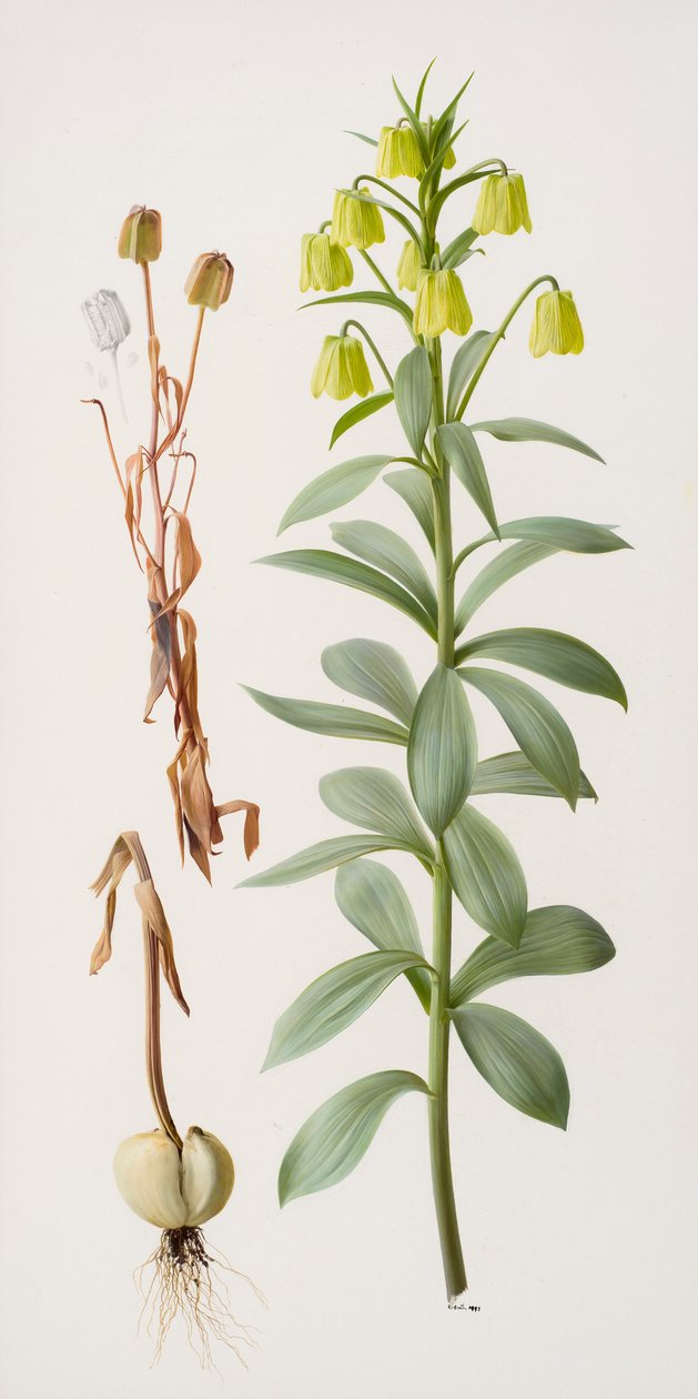 Fritillaria pallidiflora - Raymond Booth