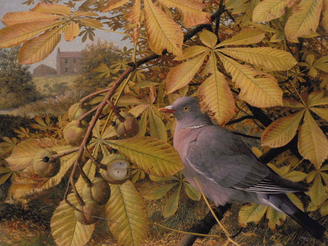 Octobre : Pigeon en marronnier d