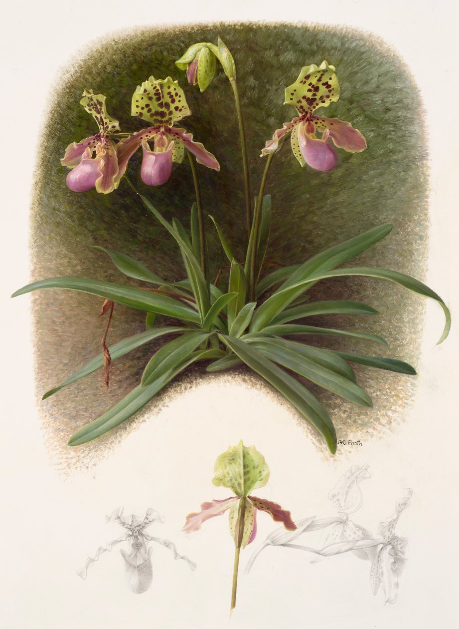Paphiopedilium henryi (huile sur papier) - Raymond Booth