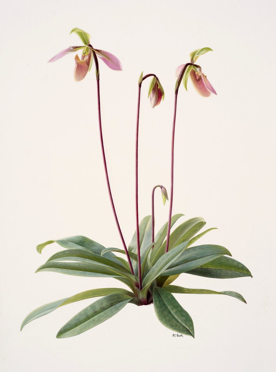 Pophiopedrium appletonianum (huile sur papier) - Raymond Booth