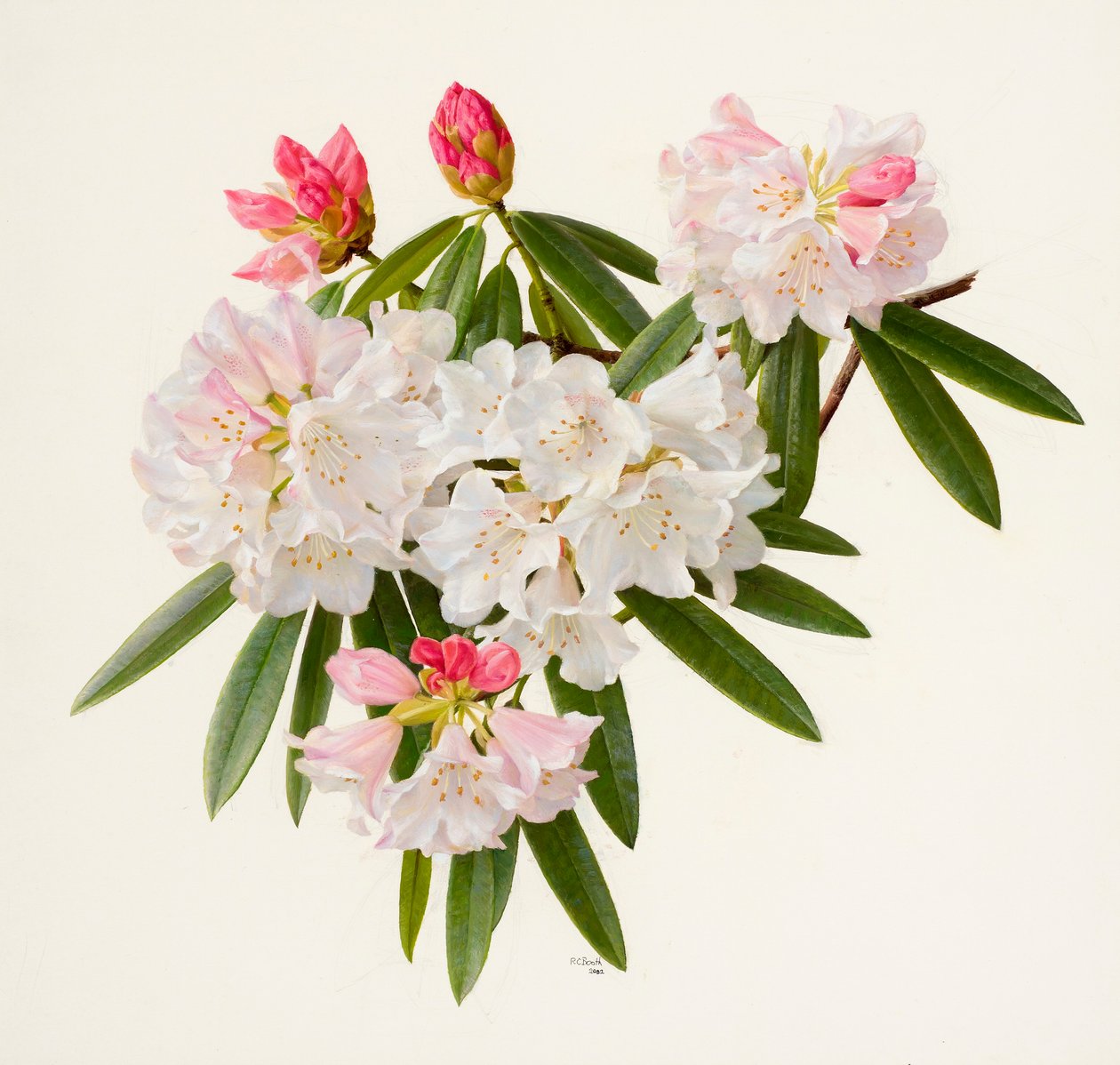 Rhododendron morii (oil on paper) - Raymond Booth