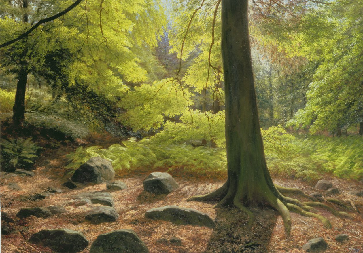 Soleil de printemps dans les bois d