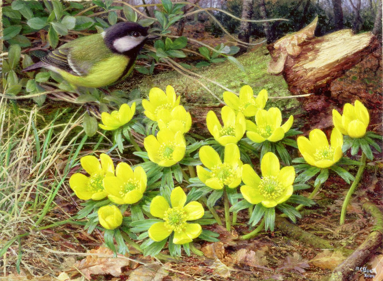 Aconites d