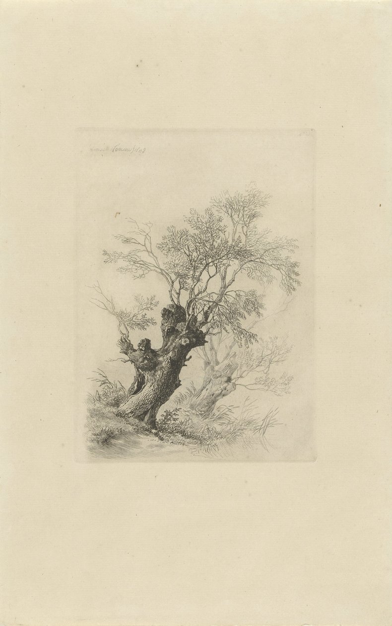 Saule - Remigius Adrianus Haanen