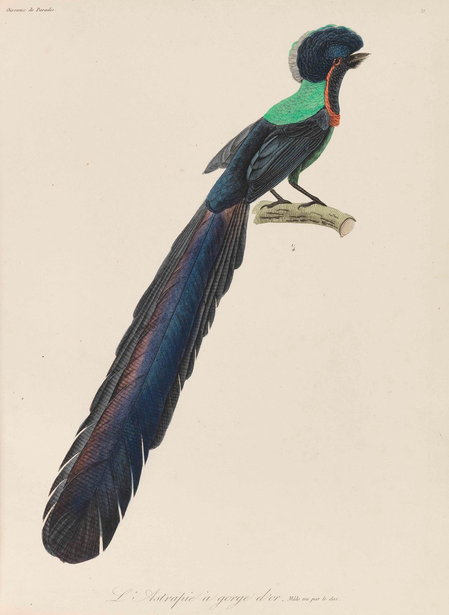 Oiseau de paradis, 1835 - René Primevère Lesson