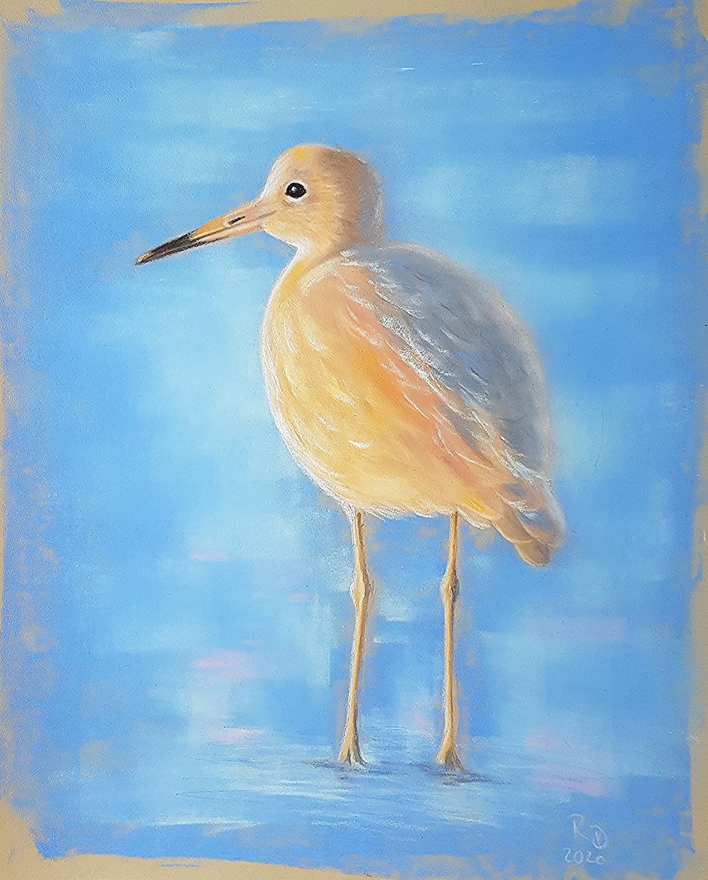 Jacana - Renate Dohr