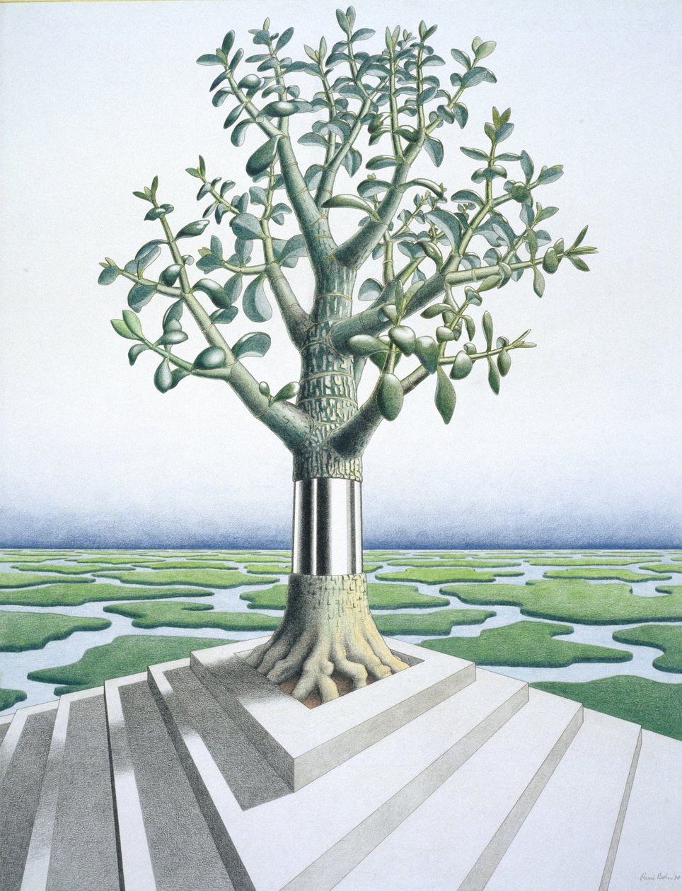 Succulent - Rene Boin