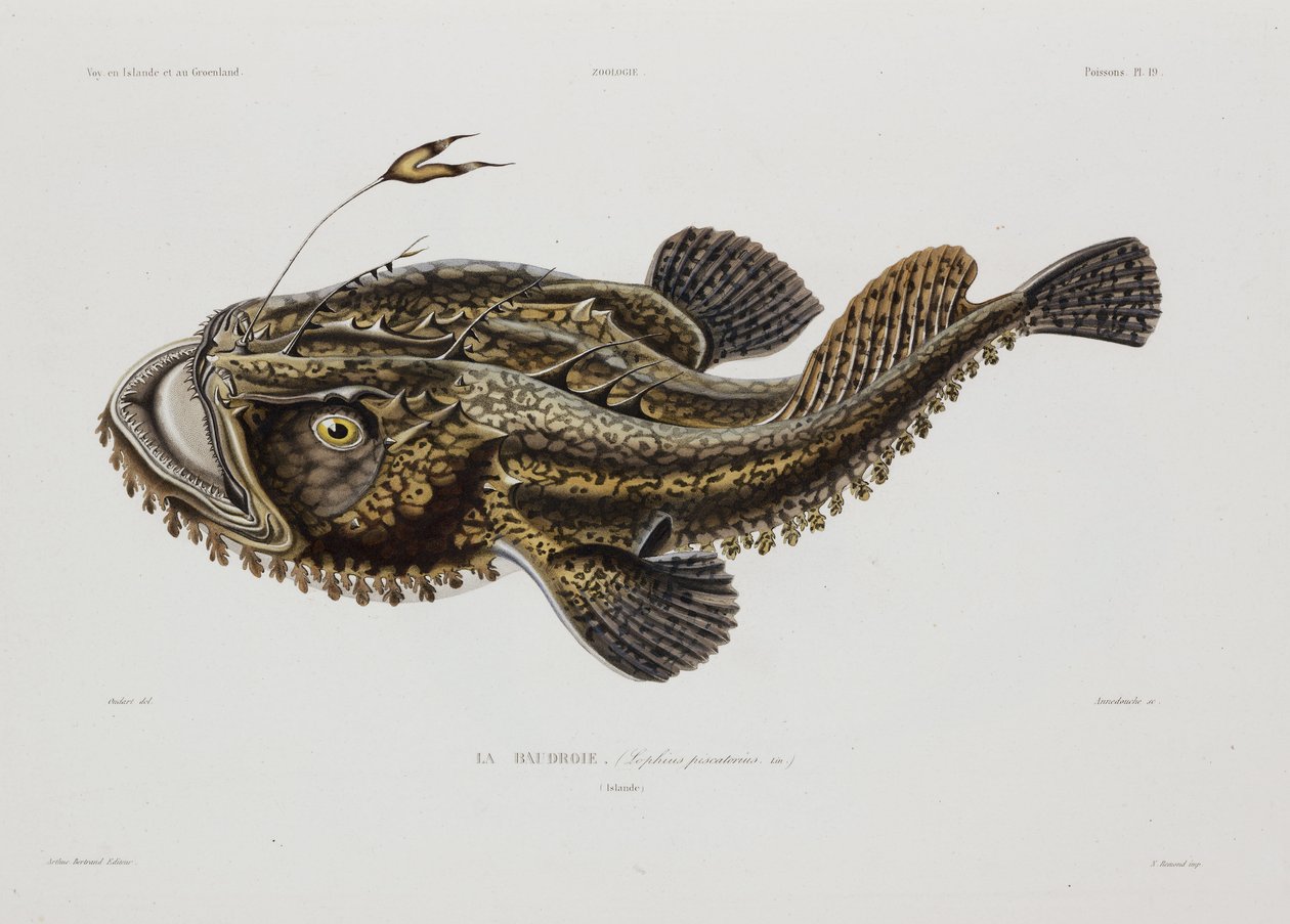 Poisson pêcheur, Islande, début du 19e siècle - John Pardon
