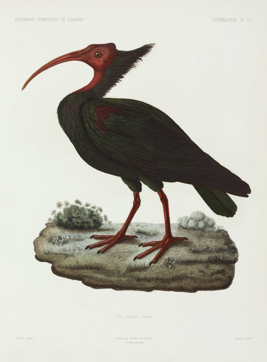 Ibis chauve, Algérie - John Pardon