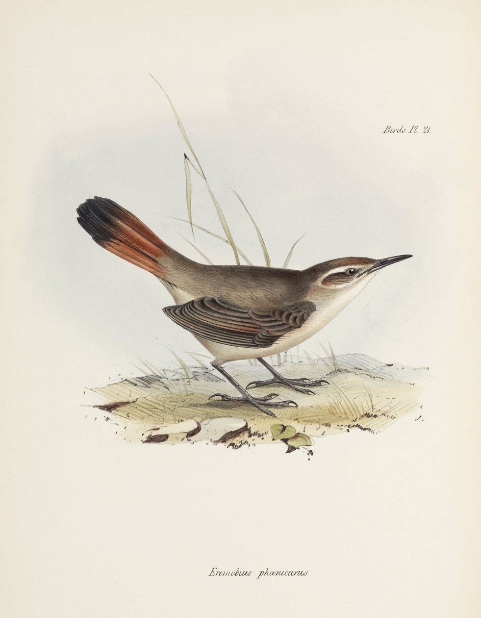 Synallaxe à queue barrée, Amérique du Sud, vers 1832-1836 - John Pardon