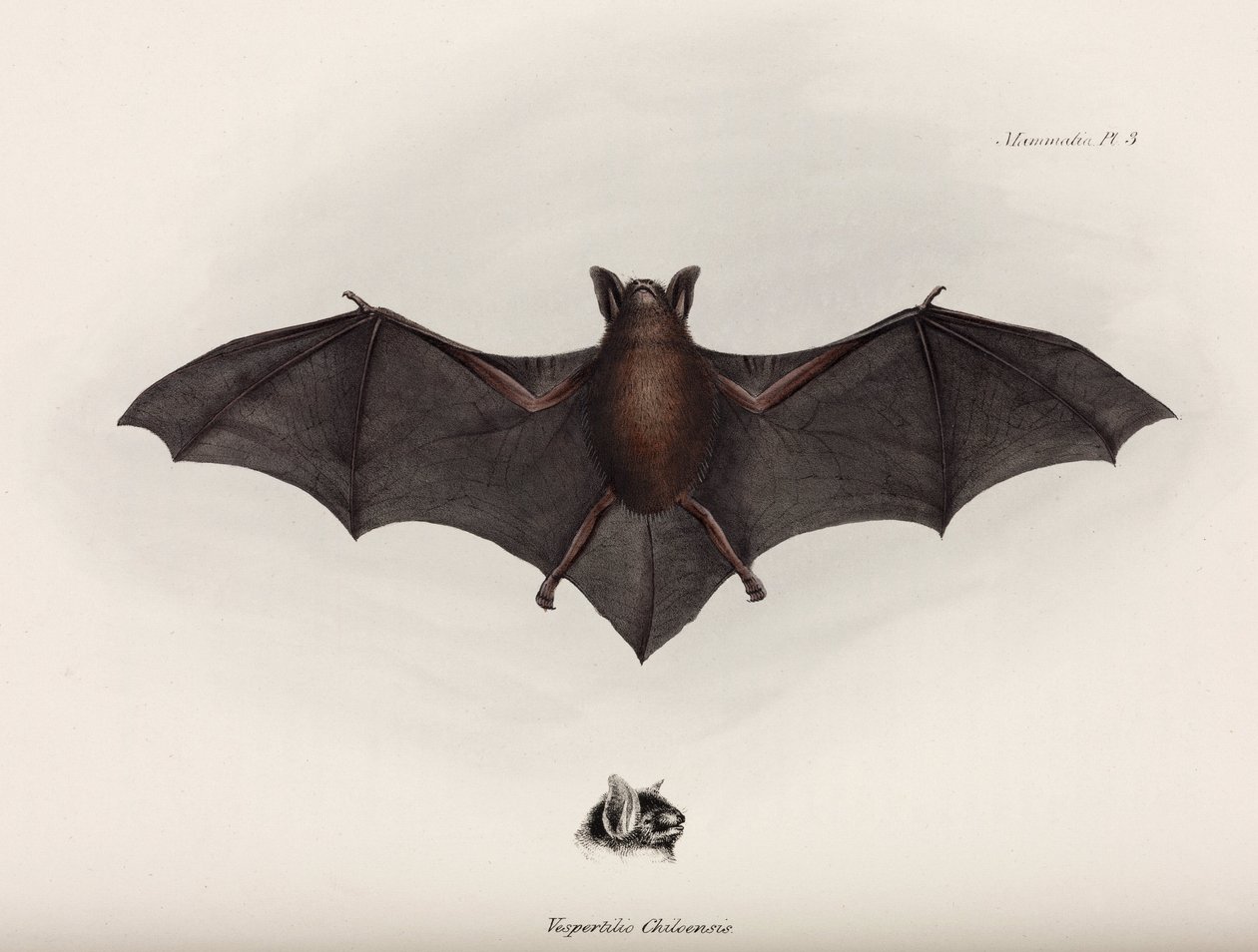 Chauve-souris, Amérique du Sud, vers 1832-1836 - John Pardon