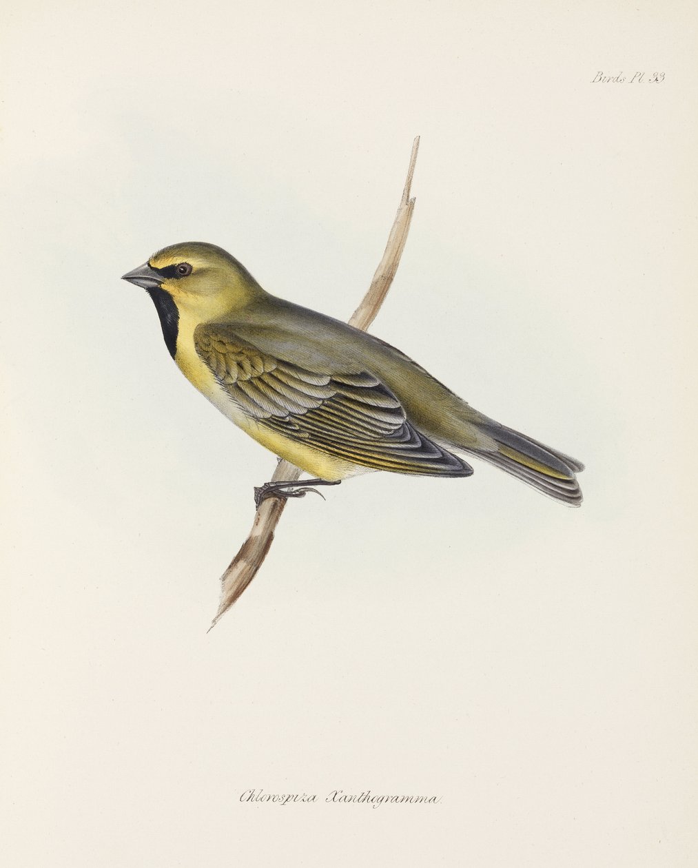 Pinson, vers 1832-1836 - John Pardon