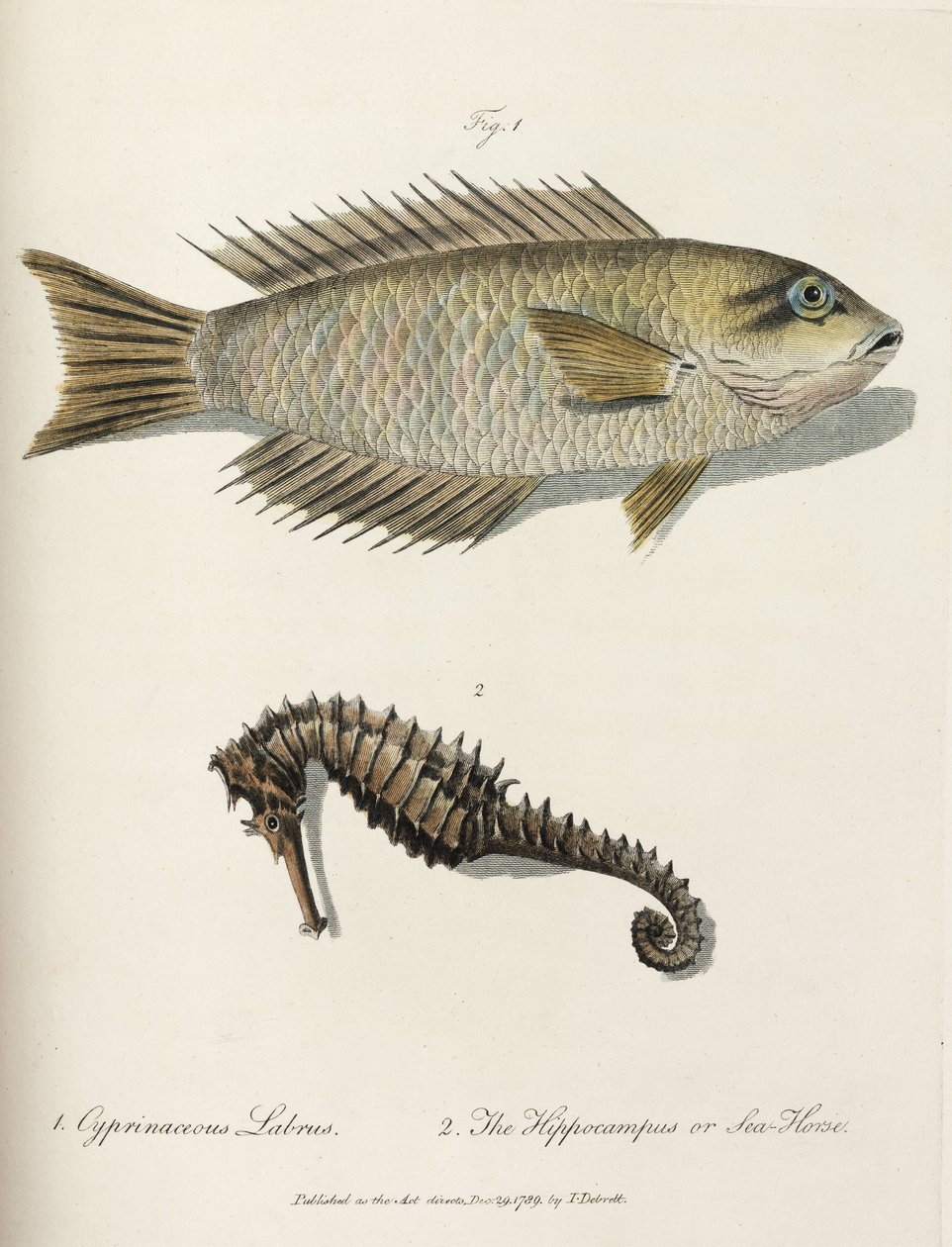 Poisson et hippocampe - John Pardon