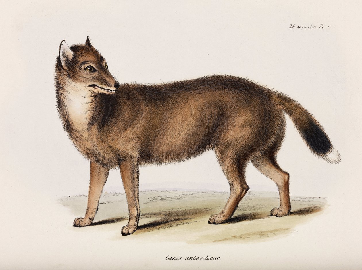 Renard, Îles Falkland, vers 1832-1836 - John Pardon