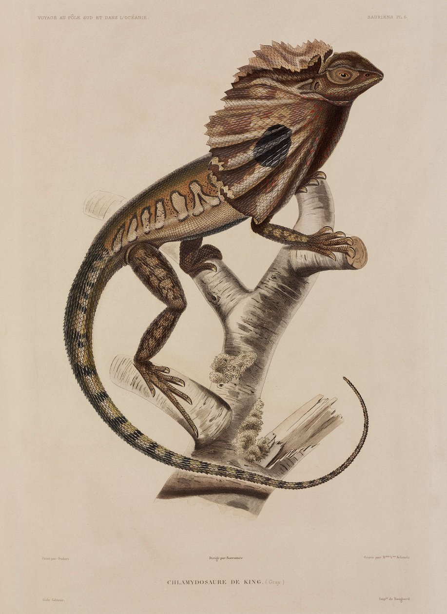 Lézard à collerette - John Pardon