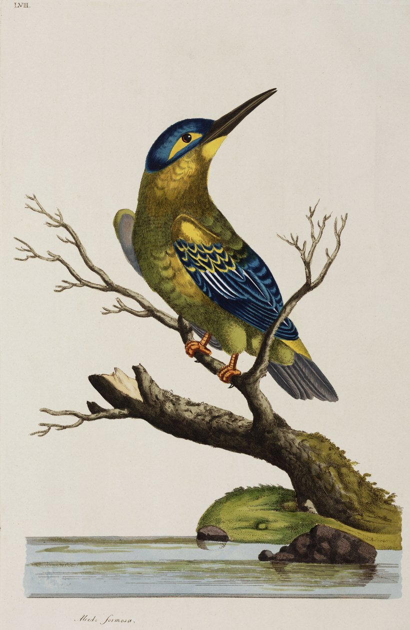 Martin-pêcheur - John Pardon