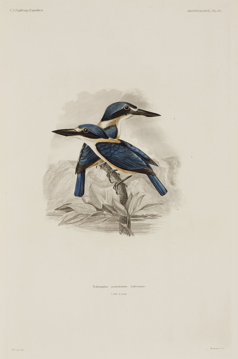 Martin-pêcheurs, Samoa - John Pardon